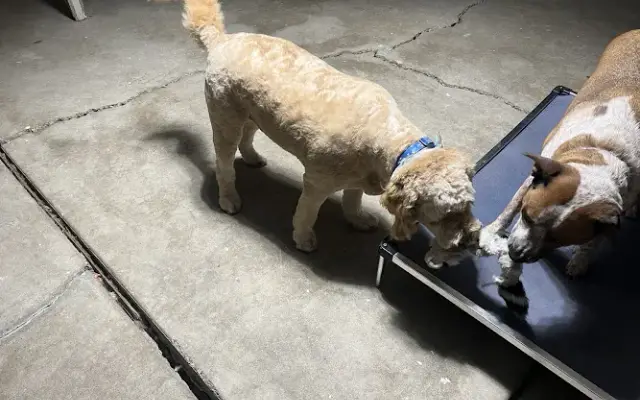 A Dog’s Day Grooming in Hacienda Heights, CA