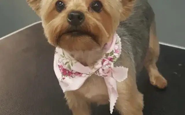 Doggy Stylz Mobile Grooming Salon in Macon, GA