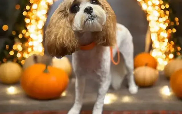 Rolling Stone Pet Spa in Vancleave, MS