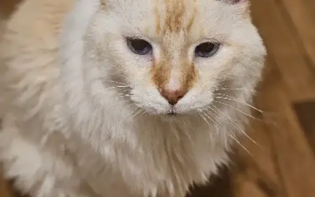 VCA Animal Medical Center of Omaha in Omaha, NE