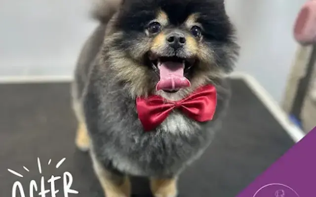 Art Pet Mobile Grooming in Hillsboro, OR