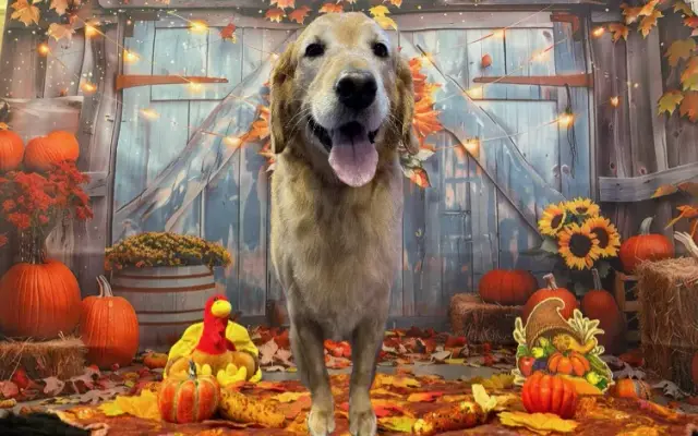 Gypsy Rose Pet Grooming in Slatington, PA