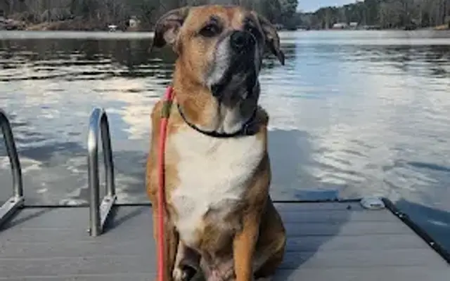 Bo's Pawsitive K9 Services in Lakeland, FL