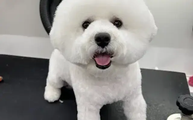 lovyopet mobile grooming in San Diego, CA