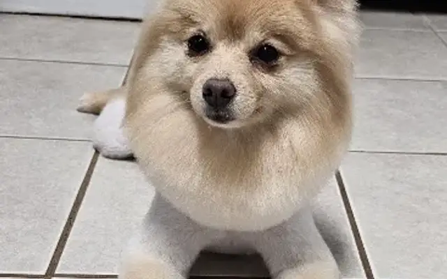 Pampered Pooch Pet Salon in LaGrange, GA