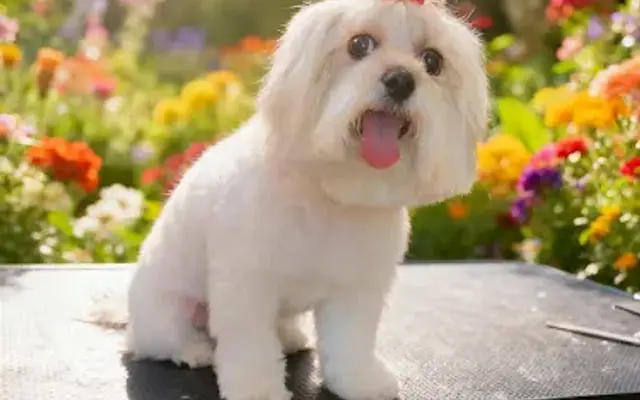 Giselle Home Pet Spa in Marlborough, MA