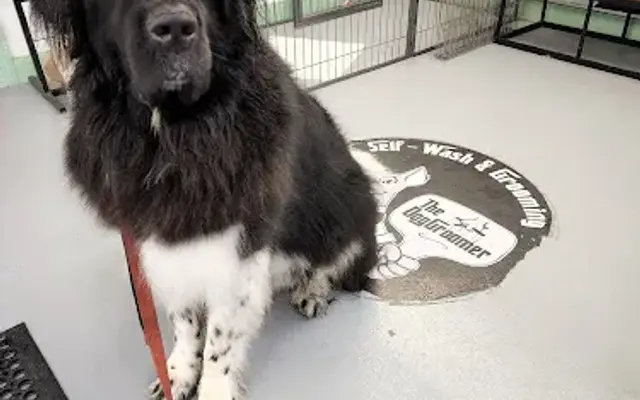 Fantasy Spa Mobile Pet Grooming in San Pedro, CA