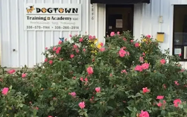 Dog Town Training Academy LLC in Burlington, NC