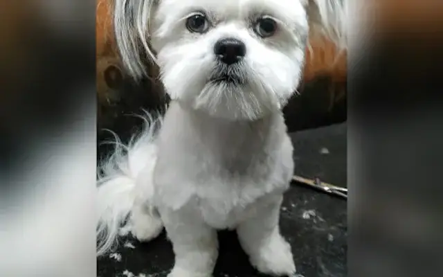 Oso Mobile Dog Grooming in Lubbock, TX