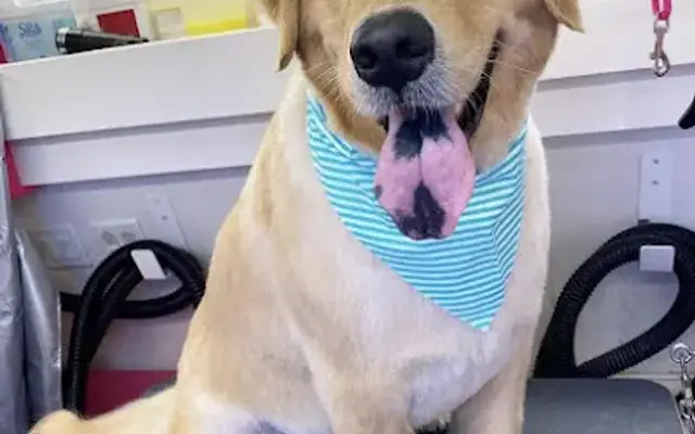 Groomingdales Mobile Pet Salon in Oxford, NJ
