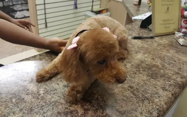 Pooch Parlor, LLC in Homewood, IL