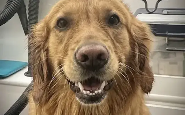 Barks and Bubbles Mobile Grooming, Inc in Ormond Beach, FL
