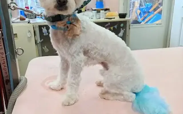 4 Paws Grooming in Lebanon, PA