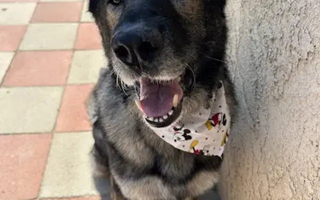 Wiggles 'n Wags Grooming in Barstow, CA