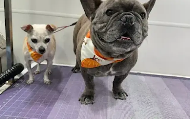 Pet Grooming Sunrise FL in Davie, FL