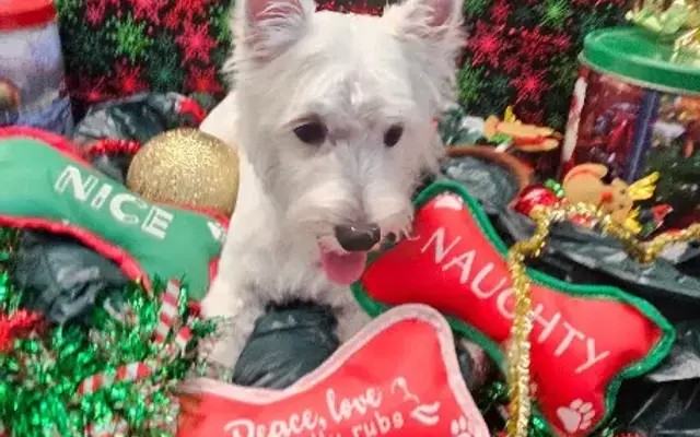 Dirty Hairy Mobile Dog Grooming Spa LLC in Loveland, CO
