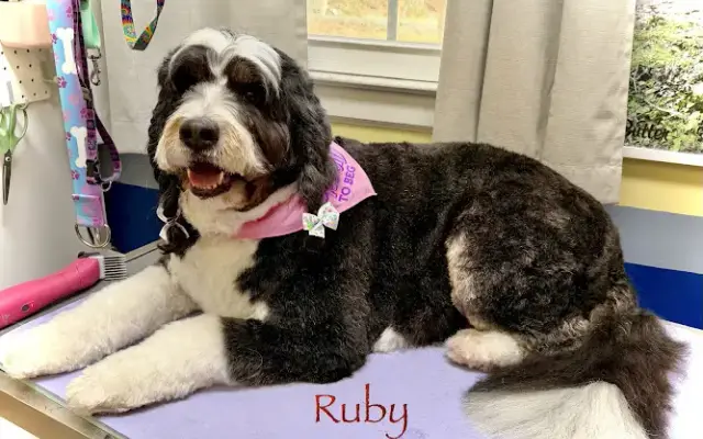 Sunshyne Kennel, LLC in Randleman, NC