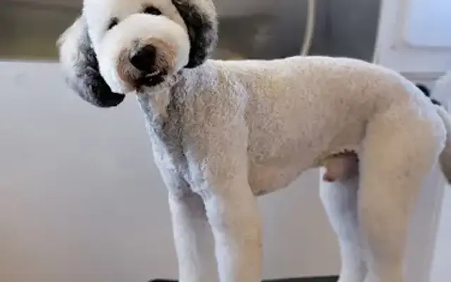 Victoria's Mobile Pet Spa in Taylor, TX