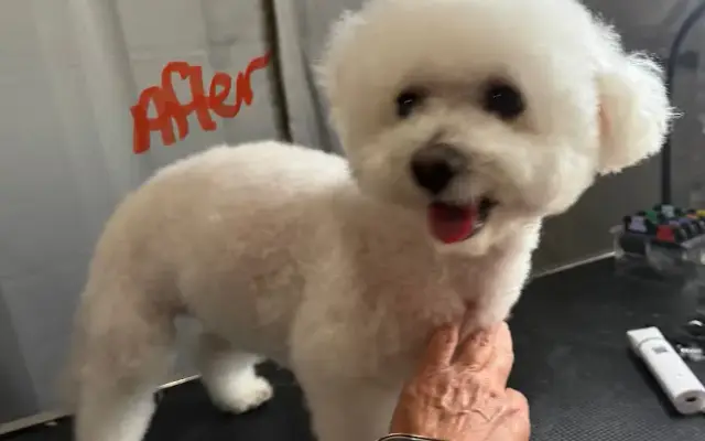 Barks, Bed, & Bubbles Dog Grooming & Boarding in Corinth, MS