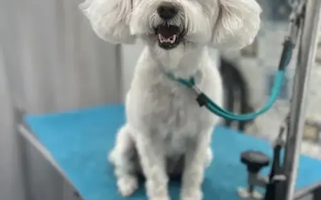 Movin’ n Groomin’ in Alamo Heights, TX