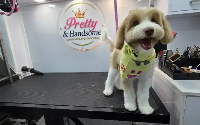 Pretty & Handsome Luxury Mobile Pet Grooming LLC in Houston, TX
