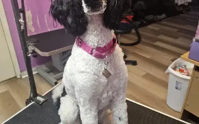 Furtastic Pet Spa in Shepherdsville, KY