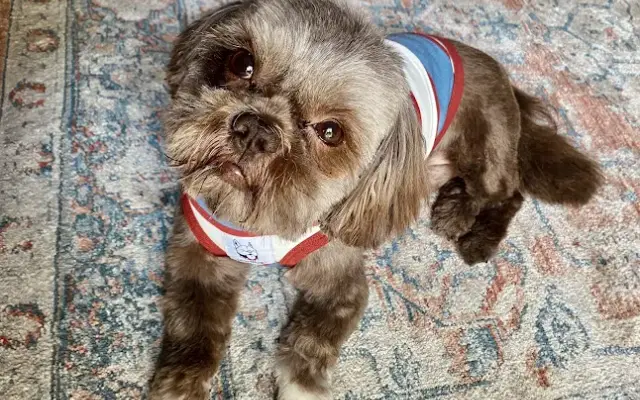 Honest Grooming in Ocala, FL
