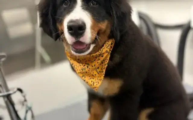 DapperTails Mobile Pet Grooming of Southeast Valley in Gilbert, AZ