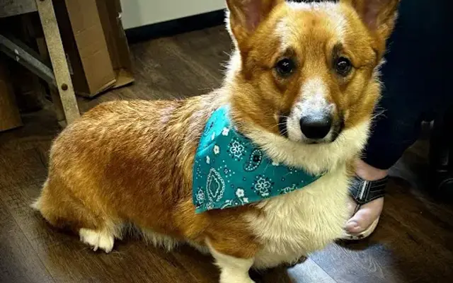 Lonnys luxury pooch services in Matamoras, PA