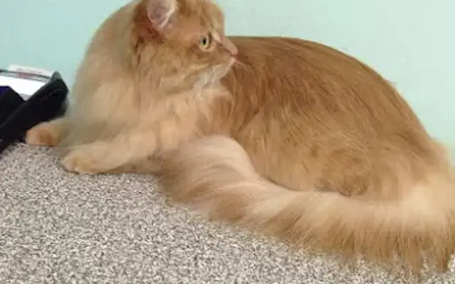 Simply Felines By J Darling in Hutto, TX