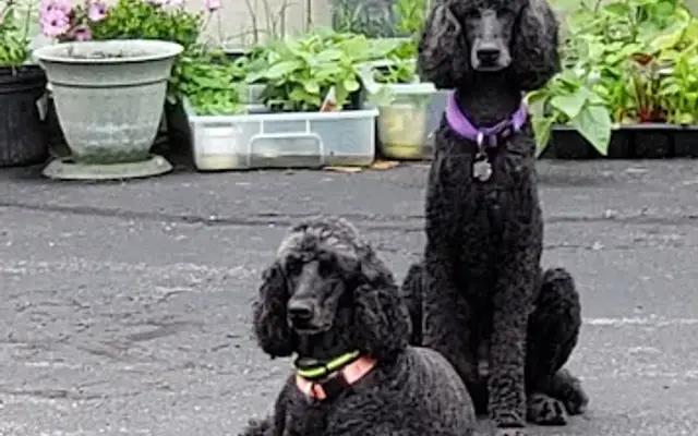 Happy Tails Bathing & Grooming in Branford, CT