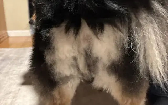 PetSmart Grooming in Rocklin, CA
