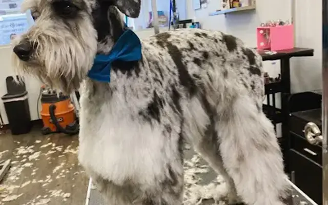Head 2 Tails Professional Pet Salon & Spa in New Braunfels, TX