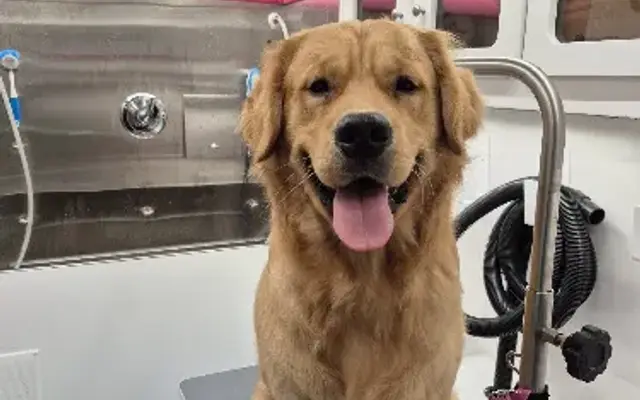 Love the Fluff Grooming in Chicago, IL