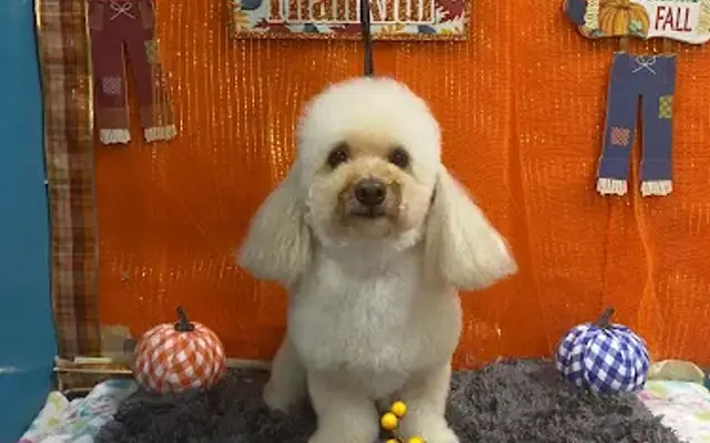 Pet House & Spa in Menifee, CA
