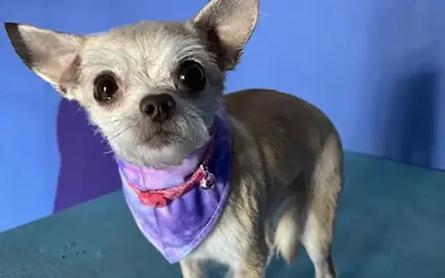 Furbabies Pup Spaw in Rosenberg, TX