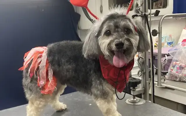 Sean's Mobile Pet Grooming in Westborough, MA