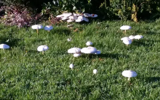 Country Critters in Terre Haute, IN