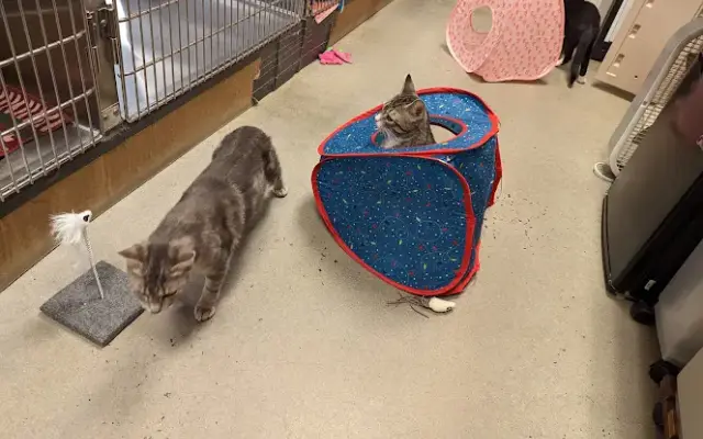 PetSmart Grooming in Mooresville, NC