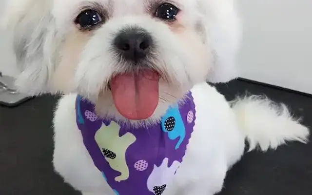 Puppy Cut Mobile Service Inc. in Lake Wales, FL