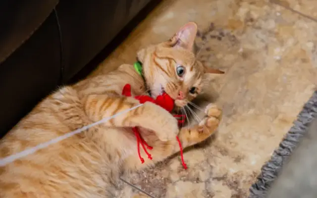 BowWowMeow Custom Pet Care in Phoenix, AZ