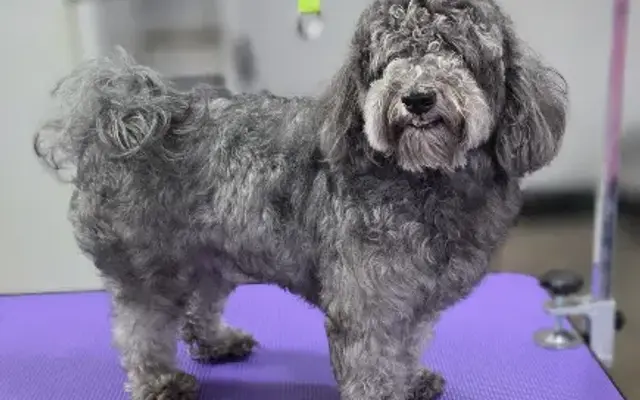 Doodle & Co. Dog Spa in Tyler, TX